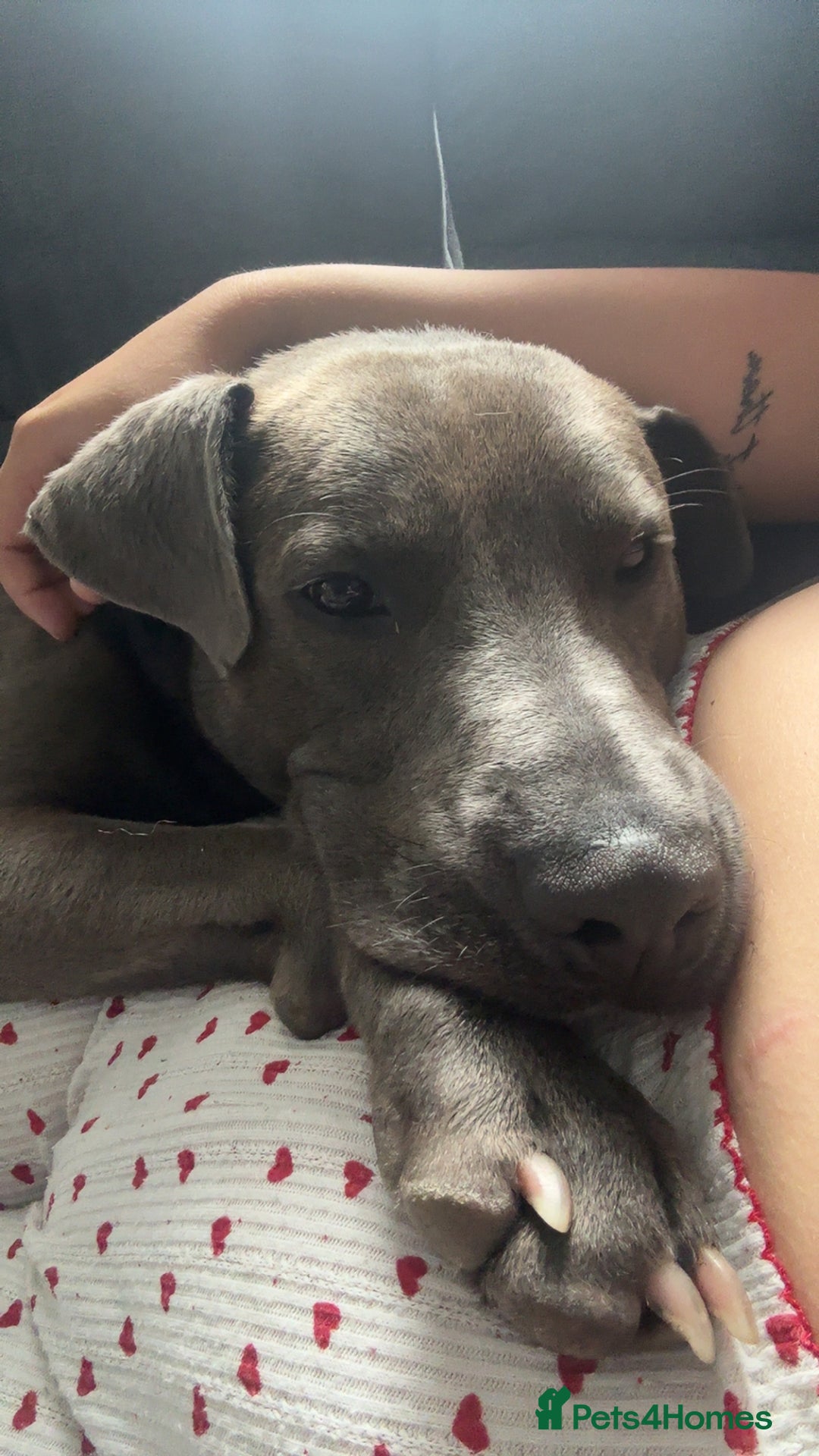 Mixed Breed dogs for sale: Beautiful Blue lab cross  - Image 7