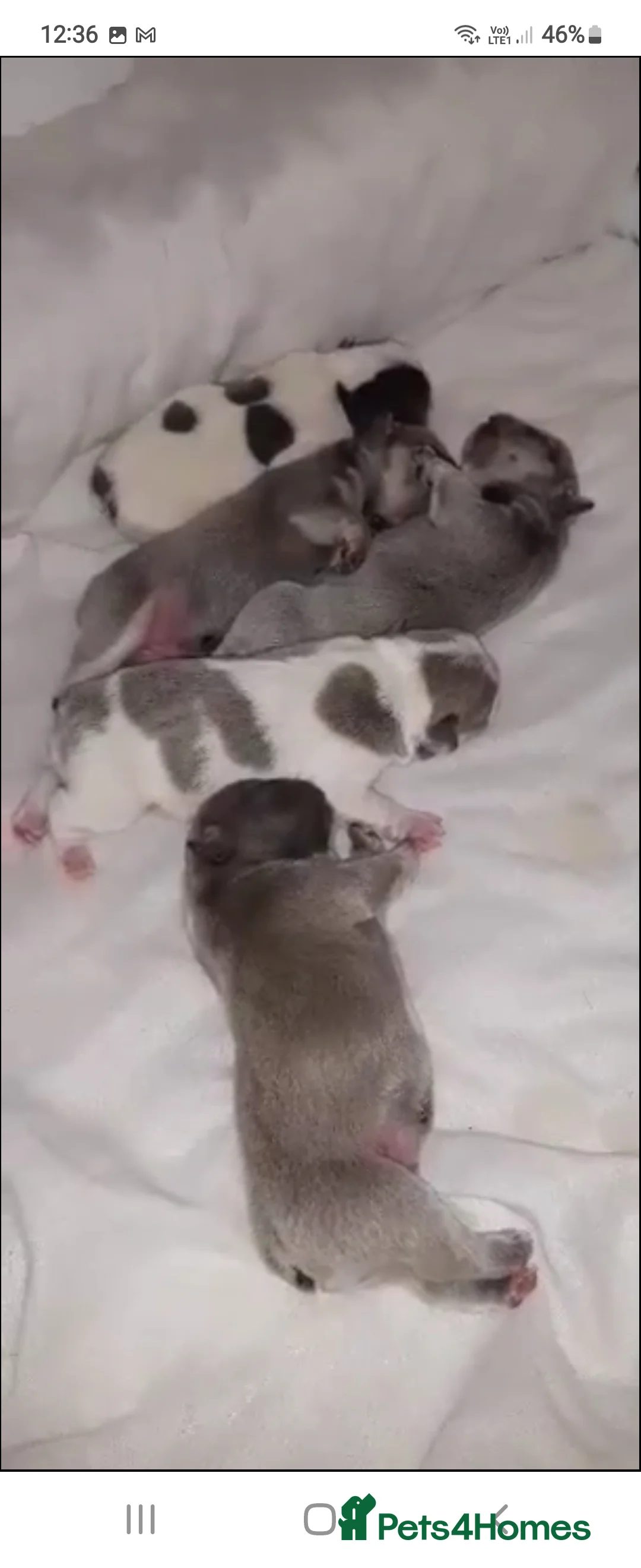 French Bulldog dogs for stud: Amazing structure and quality ‼️ in Ebbw Vale - Advert 28