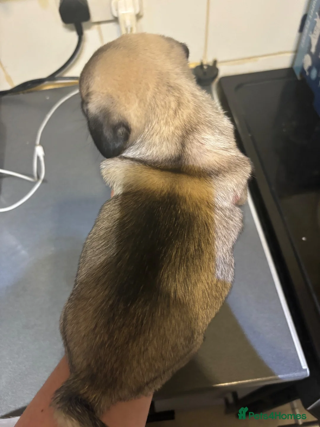 Pug dogs for sale: 3 Adorable Pug pups available  - Advert 7
