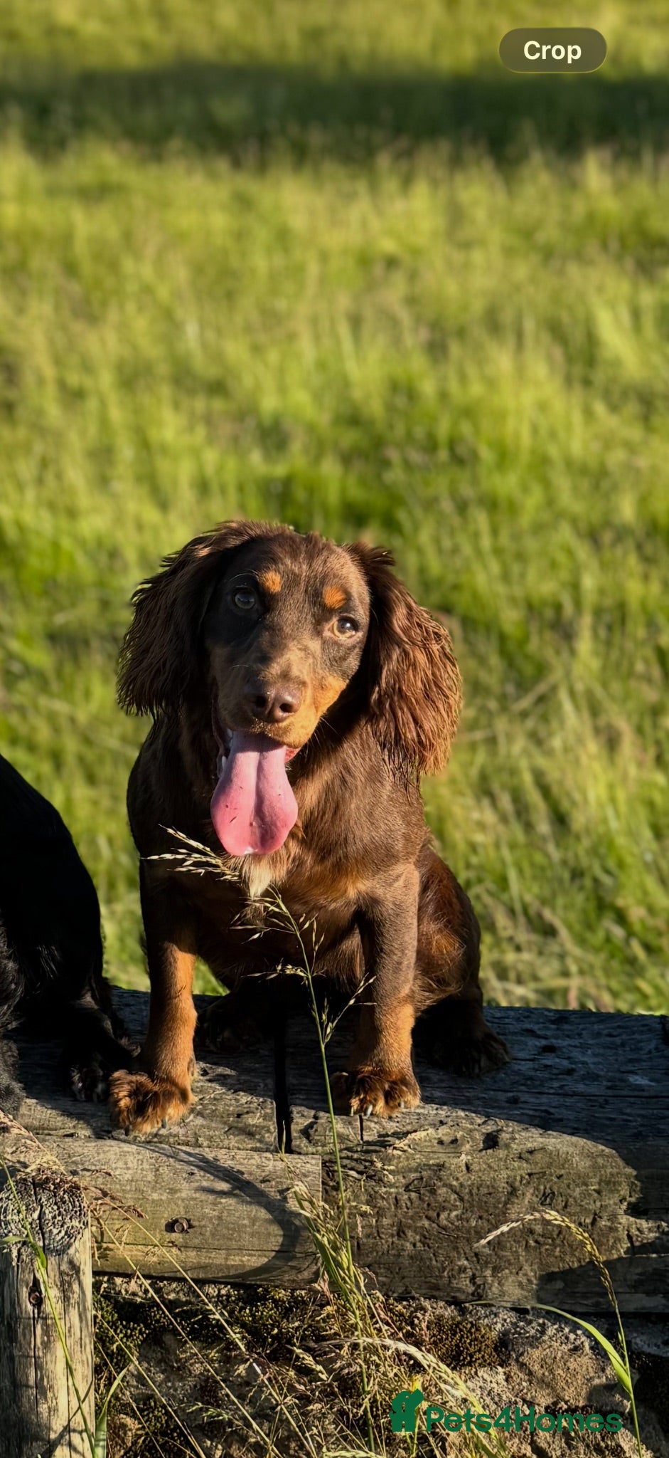 Cocker Spaniel dogs Kc registered cocker spaniel puppies  - Advert 10