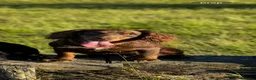 Cocker Spaniel dogs for sale: Kc registered cocker spaniel puppies  in Bishop Auckland - Advert 1