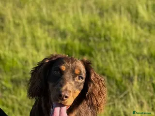 Cocker Spaniel dogs Kc registered cocker spaniel puppies - Advert 1