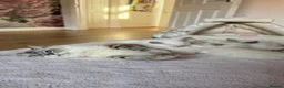 Ragdoll cats for sale: GCCF / European bloodline ragdoll kittens  - Advert 23