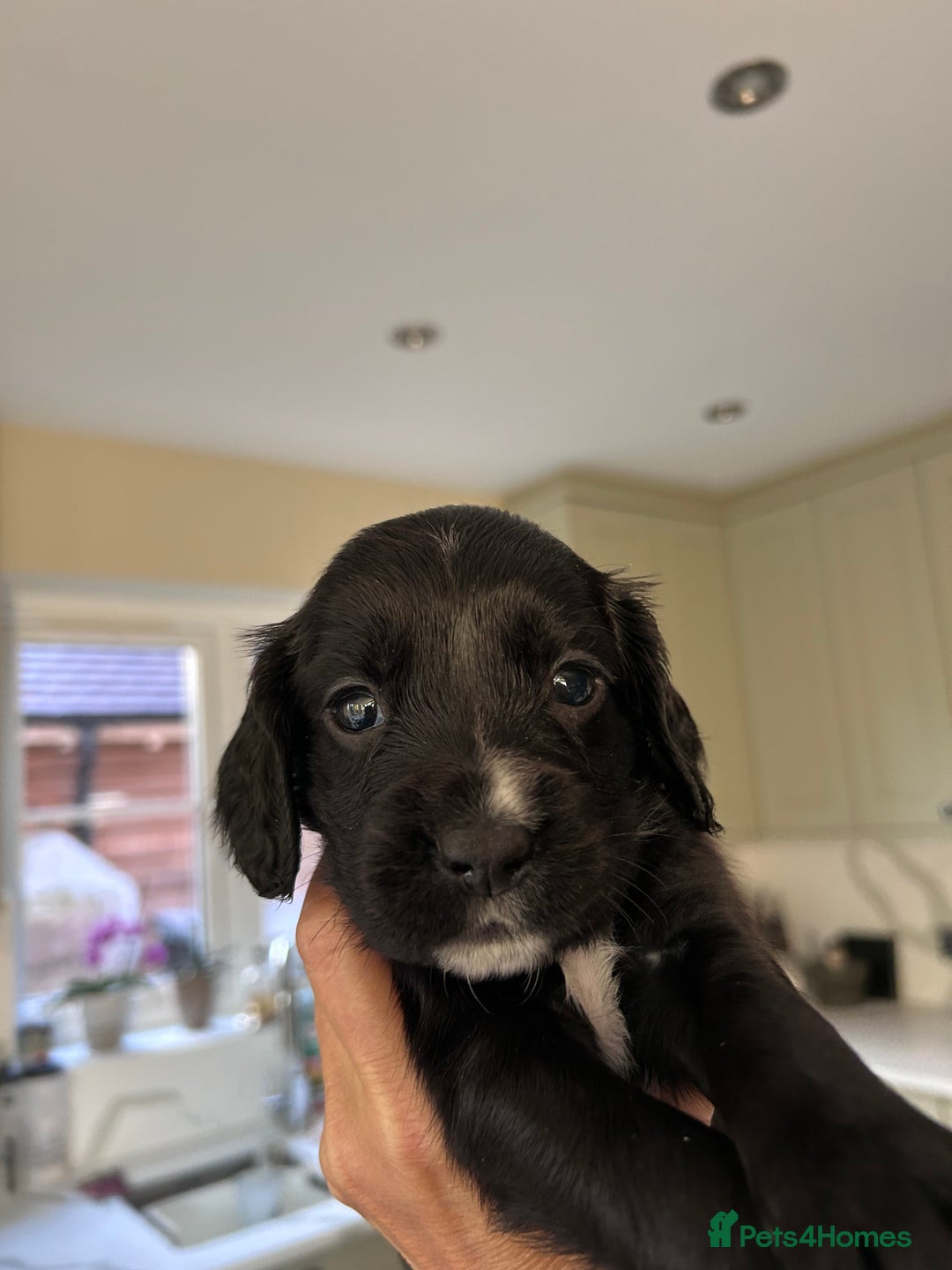 Sprocker dogs for sale: Sprocker spaniels F1 Ready 2nd October - Image 11