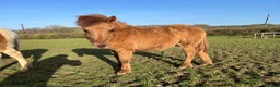 Dartmoor horses for sale: Dartmoor Hill Pony Filly yearling Red Dun in Yeovil - Advert 3