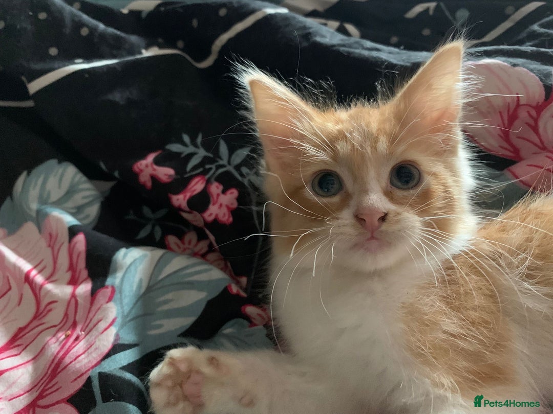 Mixed Breed cats for sale: Ragdoll sphynx mixed kittens ready now  - Image 9