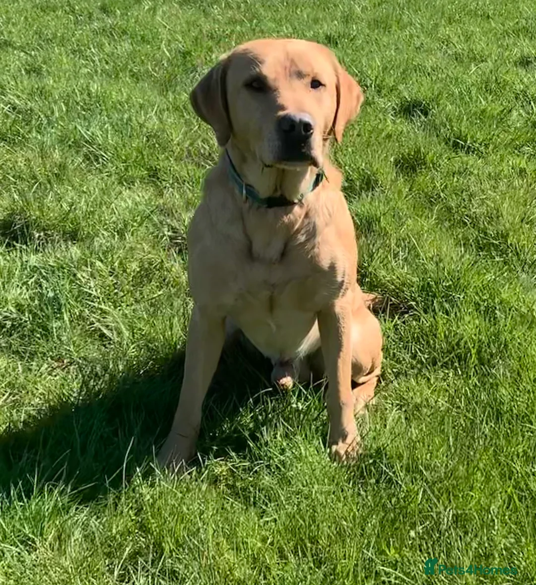 Labrador Retriever dogs for stud: Fully health Tested Labrador, Carrying Fox Red in Tewkesbury - Advert 6