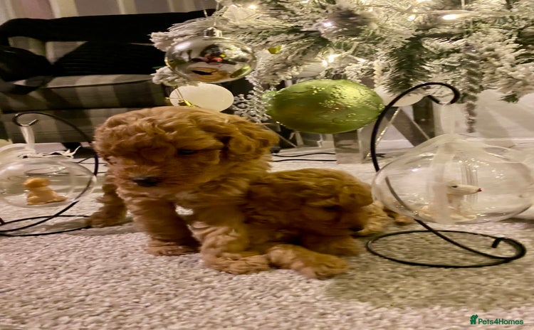 Poochon dogs - Advert 3