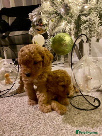 Poochon dogs - Advert 3