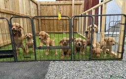 Labrador Retriever dogs for sale: KC Registered labradores ready to leave  - Image 22