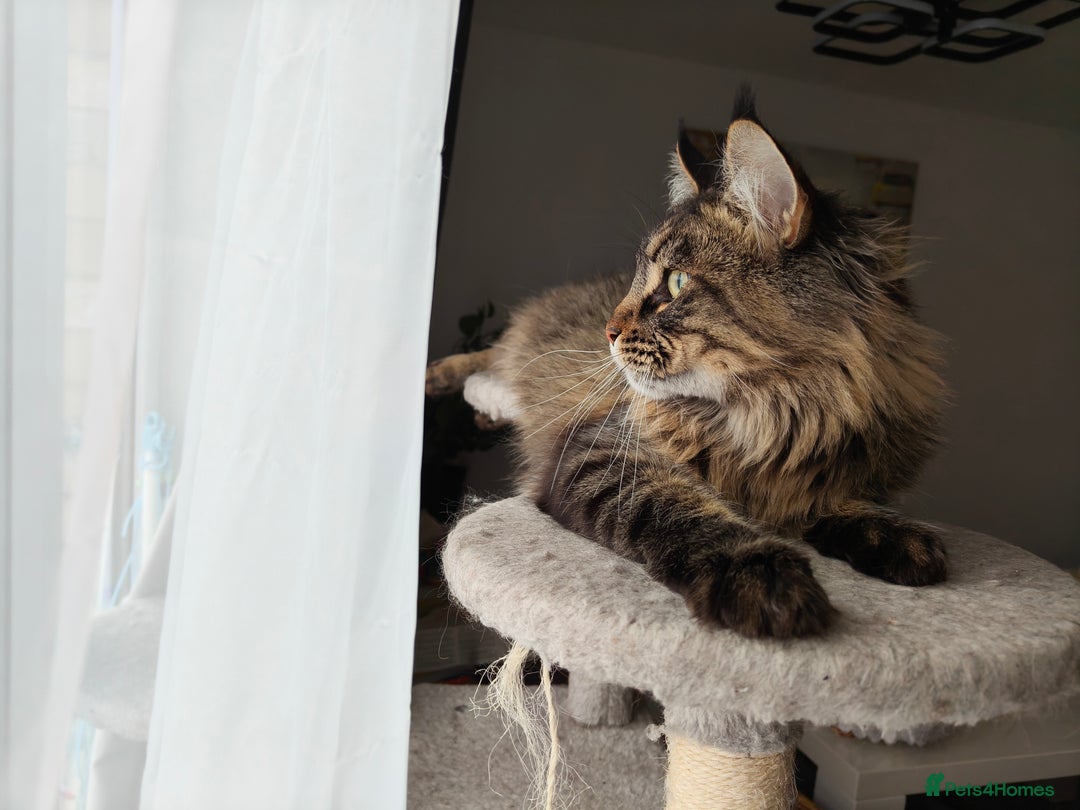 Maine Coon cats for sale: Cute Maine coon male  - Advert 4