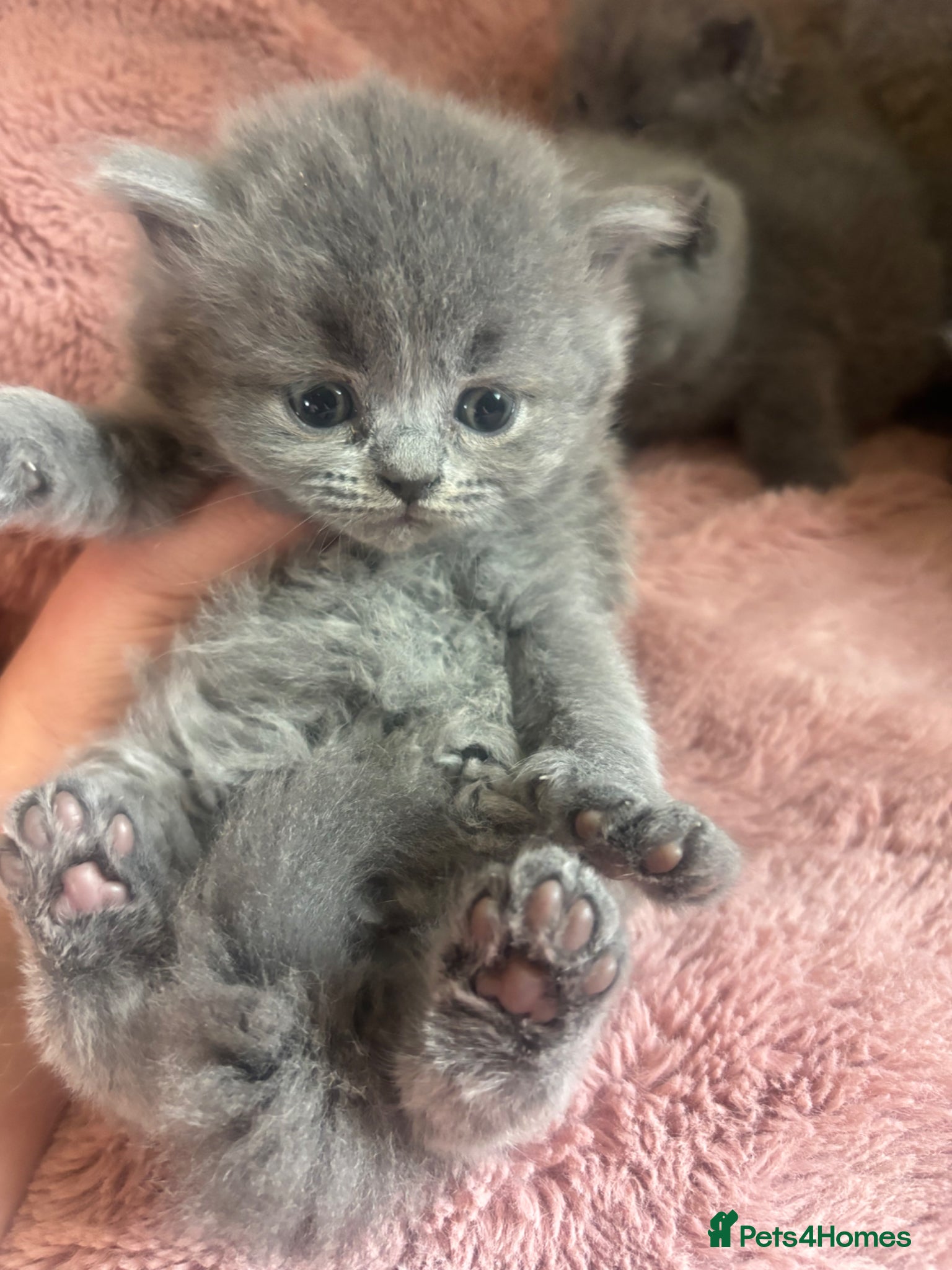British Longhair cats for sale: British long haired blue girls  - Advert 8
