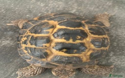 Tortoise reptiles for sale: Male adult Herman tortoise - Image 4