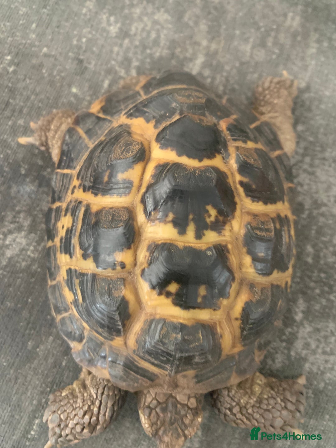 Tortoise reptiles for sale: Male adult Herman tortoise - Image 4
