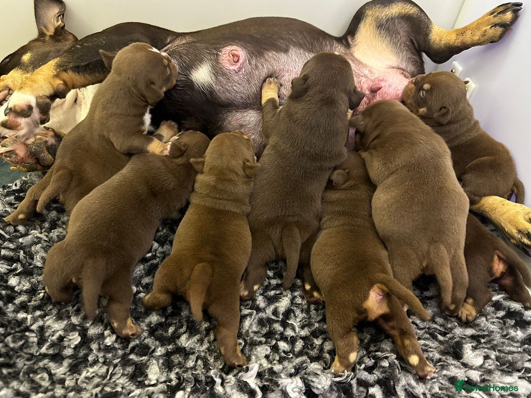 American Bully dogs for sale: American micro  - Advert 5