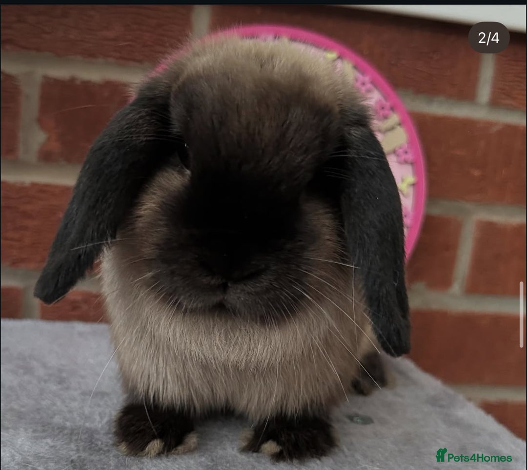 Mini Lop rabbits for sale: Vaccinated Purebred Minilops  - Image 4