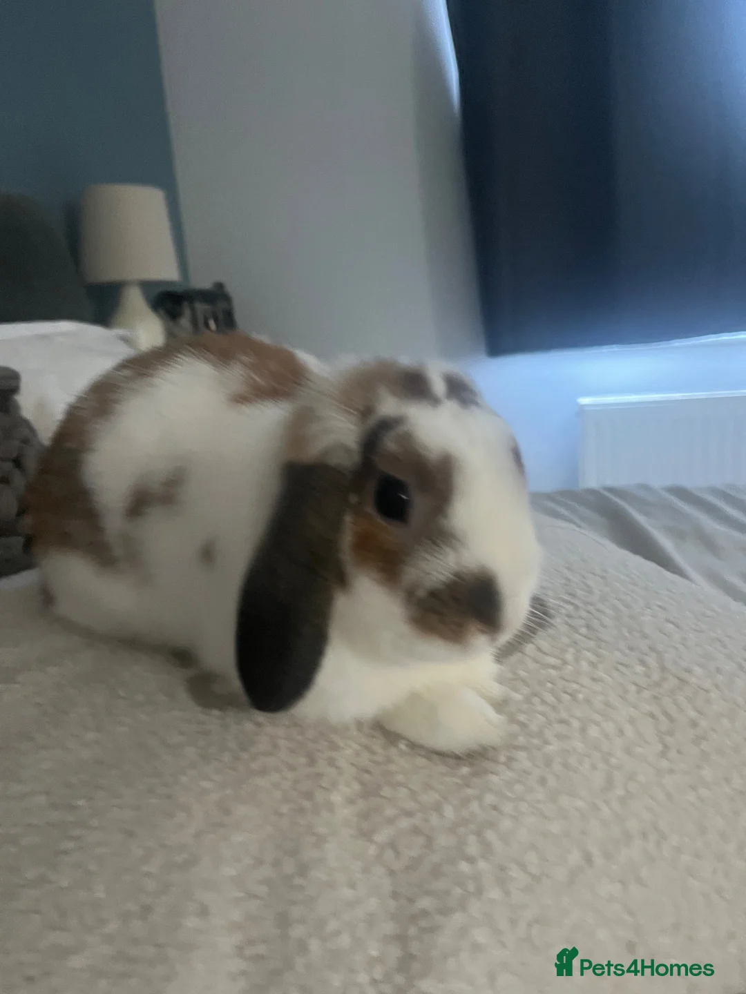 Mini Lop rabbits for sale: Mini lop rabbit in Teignmouth - Advert 2