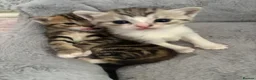 American Shorthair cats for sale: Lovely and gorgeous kittens!❤️🥰 - Advert 13