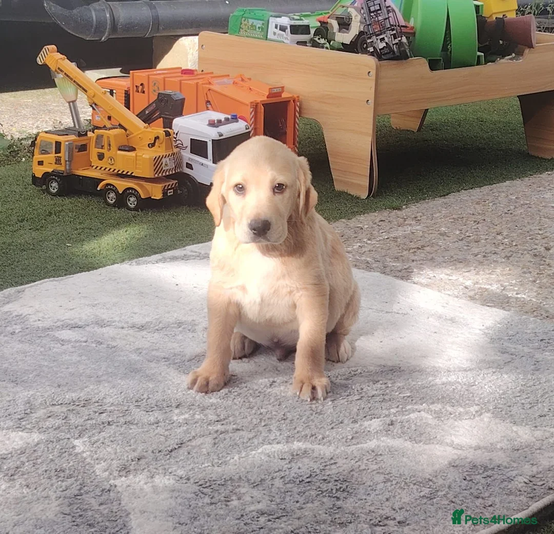 Labrador Retriever dogs for sale: Labrador puppies for sale - Advert 15
