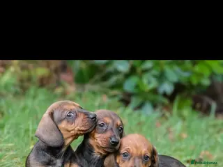 Dachshund dogs Gorgeous KC standard dachsund pups - Advert 10