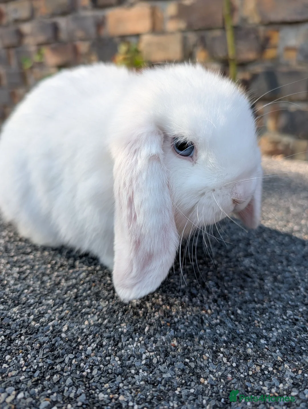 Mini Lop rabbits for sale: Mini lop babies looking for homes  - Advert 2