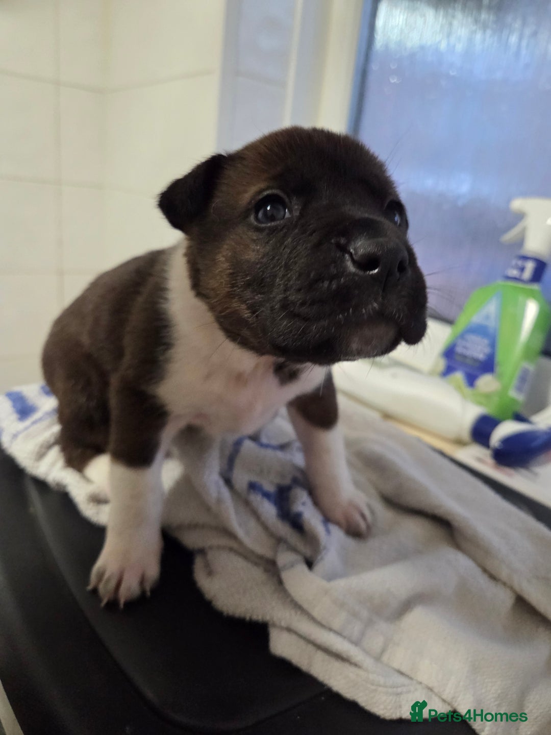 Mixed Breed dogs for sale: 3 girls left for rehoming  - Advert 4