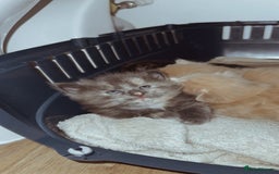 Domestic Shorthair cats for sale: 🐾 8-Week-Old Kittens Ready for Loving Homes 🐾 - Image 2