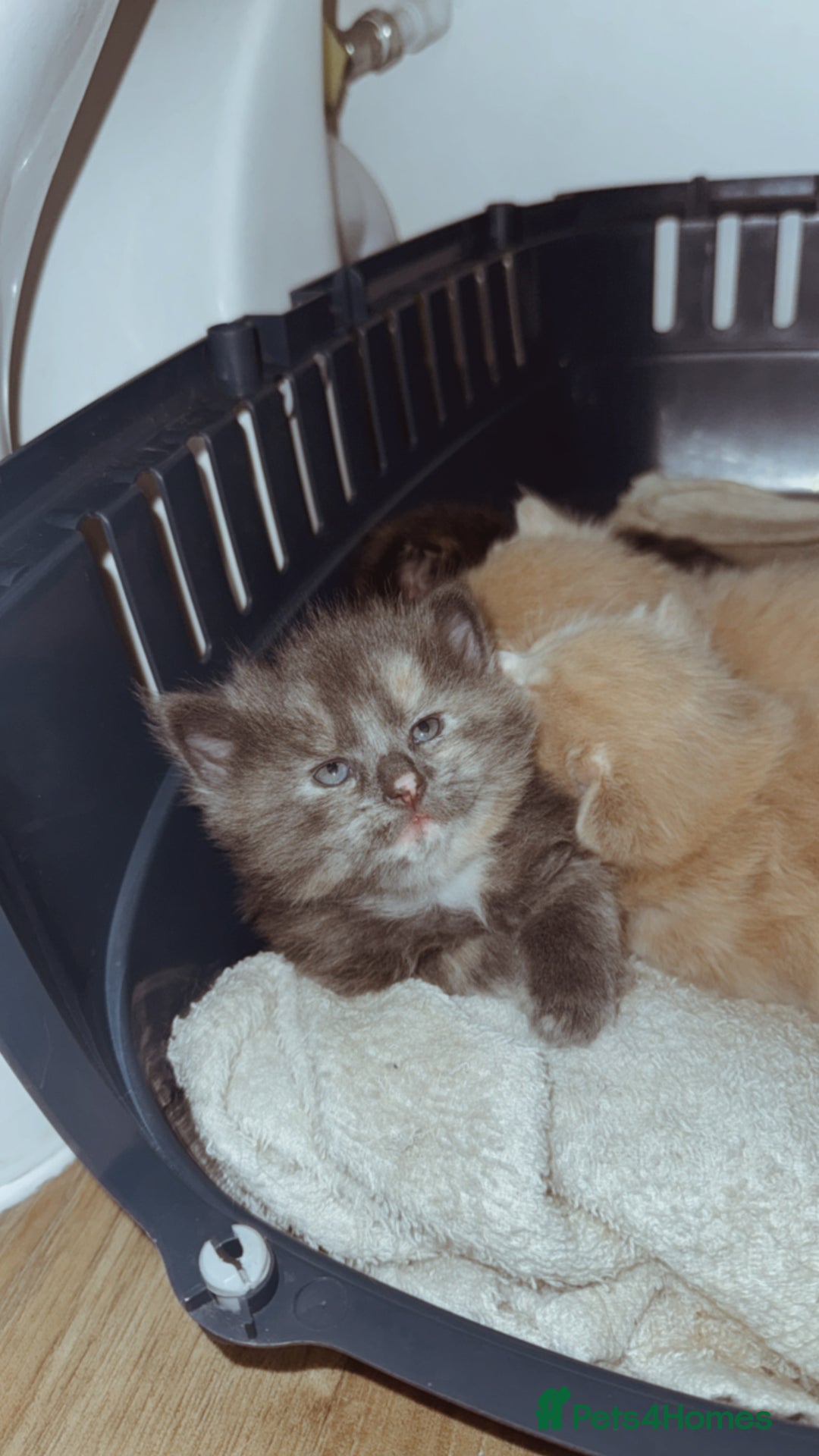 Domestic Shorthair cats for sale: 🐾 8-Week-Old Kittens Ready for Loving Homes 🐾 - Image 2