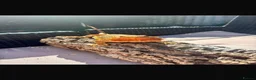 Bearded Dragon reptiles for sale: Bearded dragon  in Maidstone - Advert 4