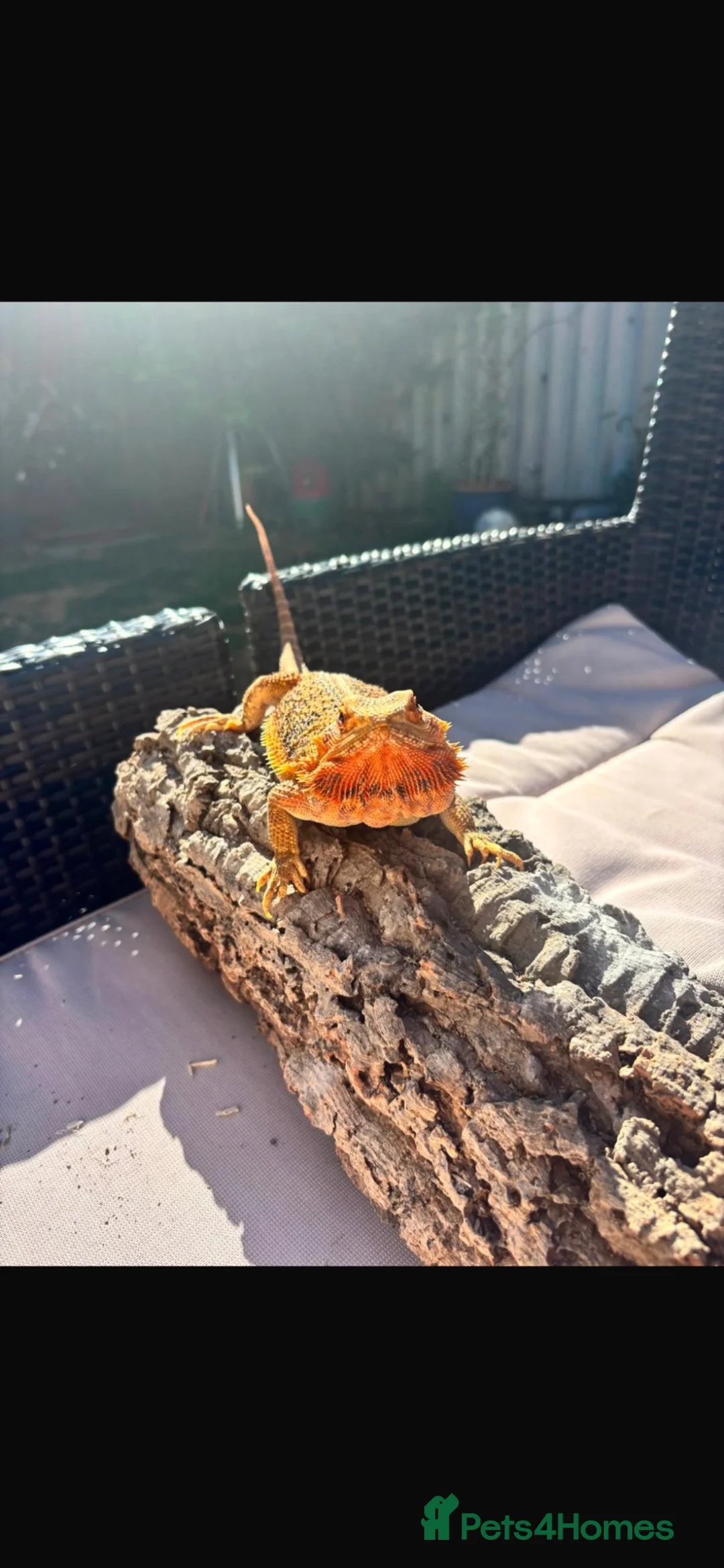 Bearded Dragon reptiles for sale: Bearded dragon  in Maidstone - Advert 4
