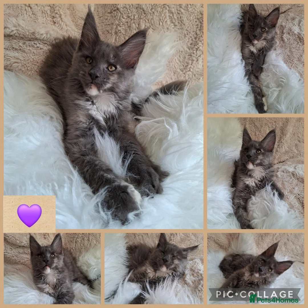 Maine Coon cats for sale: 🤍🐈‍⬛GORGEOUS 14 WEEK OLD MAINE COON KITTEN🐈‍⬛🤍 - Advert 2