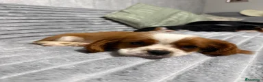 Cavalier King Charles Spaniel 2