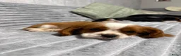 Cavalier King Charles Spaniel dogs for sale: KC Registered Health Tested CKCS Puppies - Advert 23