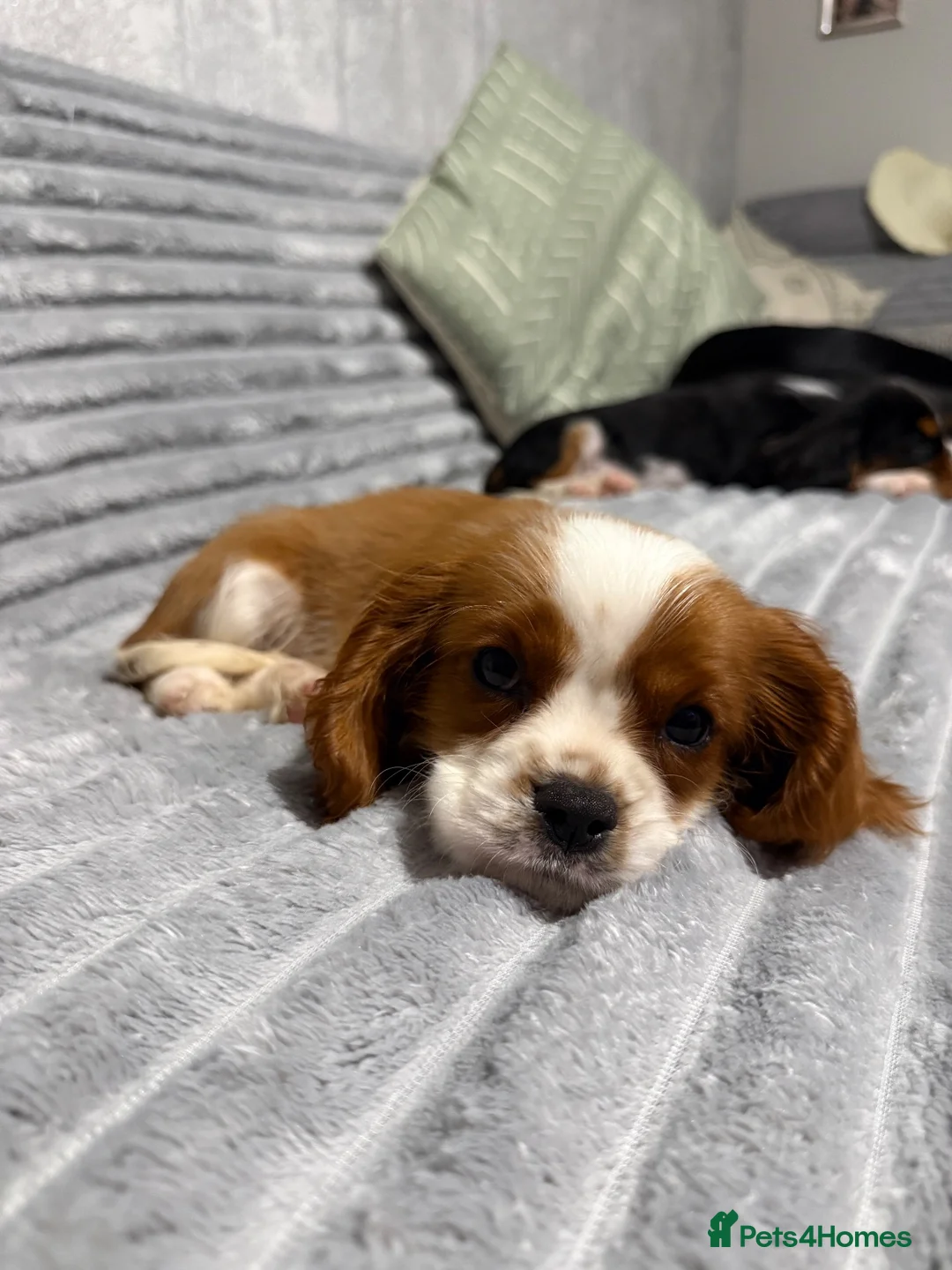 Cavalier King Charles Spaniel dogs for sale: KC Registered Health Tested CKCS Puppies - Advert 23