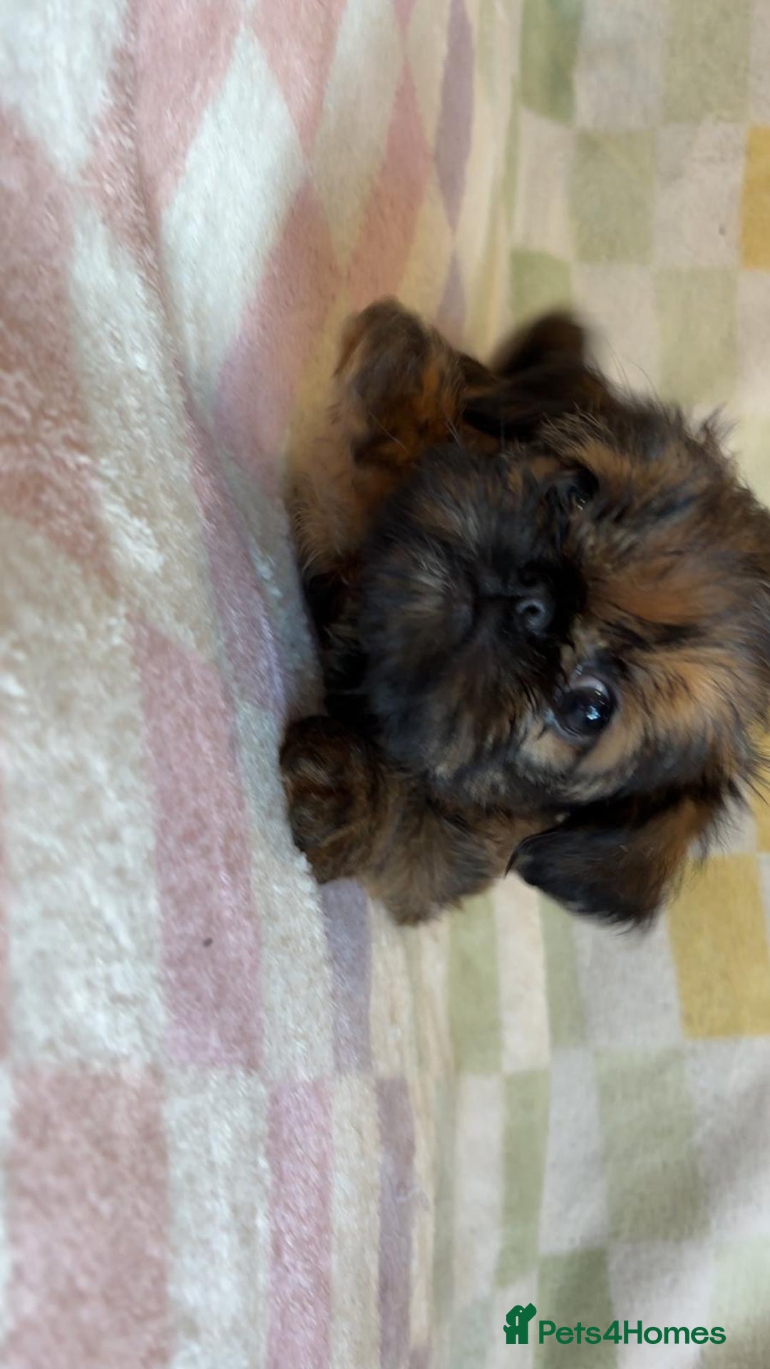 Griffon Bruxellois dogs for sale: Exceptionally confident beautys - Image 9
