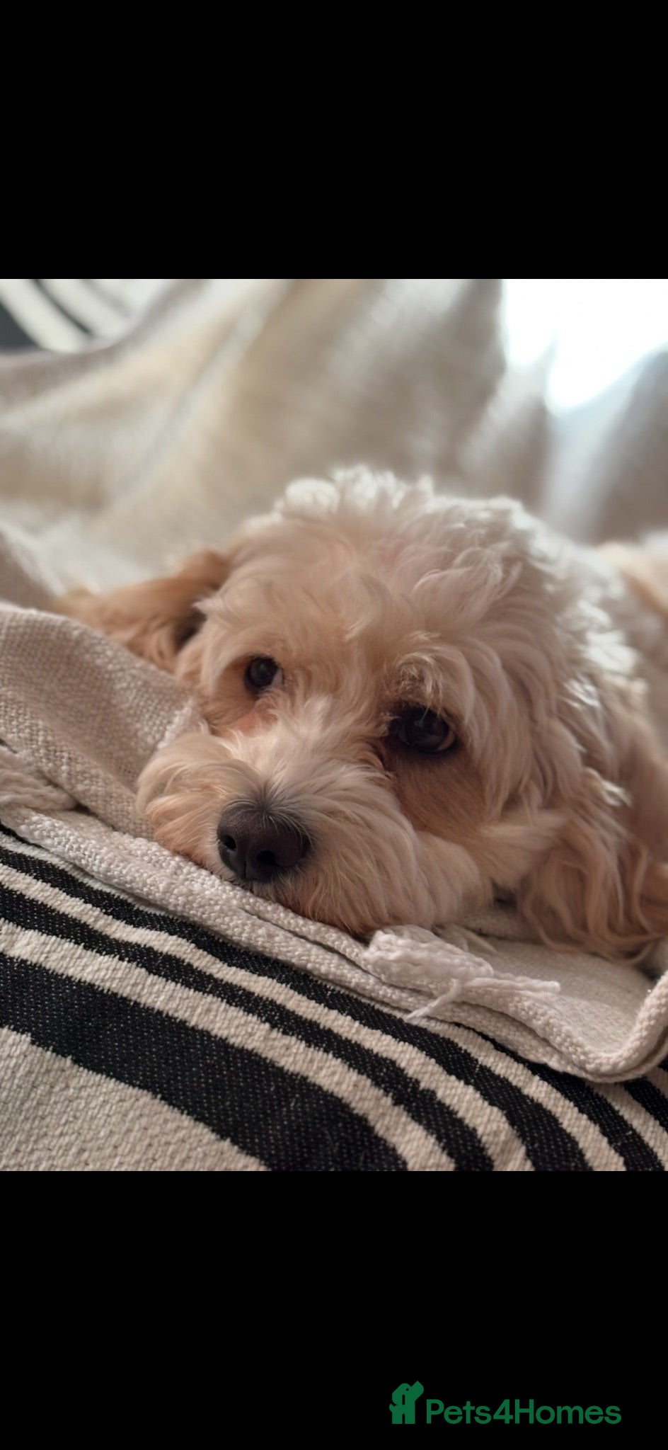 Cavapoochon dogs Cavapoochon Puppies for Sale - Advert 2