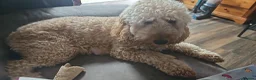 Cockapoo dogs for sale: Beautiful litter of cockapoo pups  in Pontypridd - Advert 10
