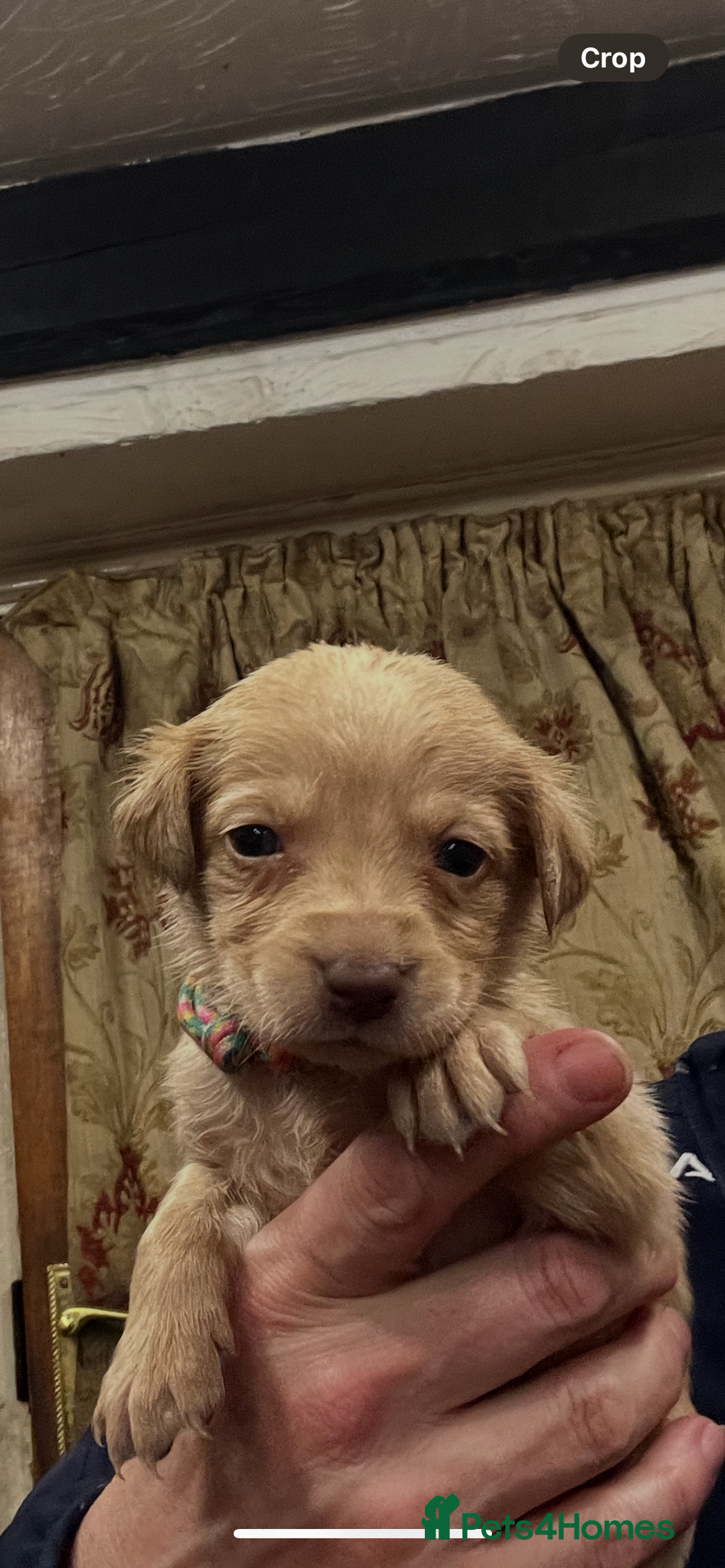 Labrador Retriever dogs for sale: Adorable Labrador puppies  - Advert 15