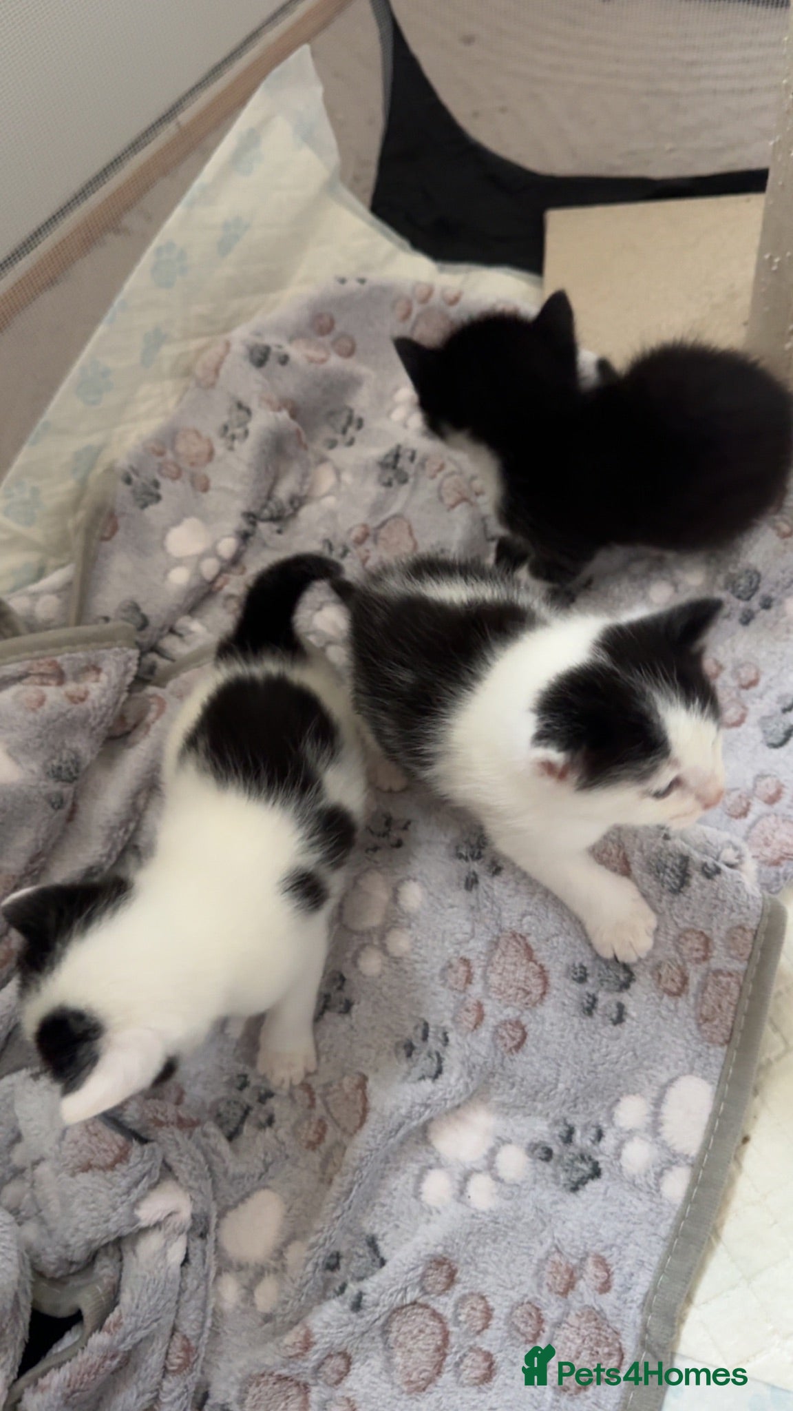 Mixed Breed cats 3 male moggy kittens  - Advert 17