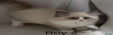 Ragdoll 3