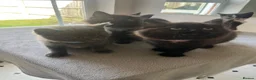 Mixed Breed cats for sale: Stunning Kittens Ready Now - Advert 31