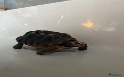 Tortoise reptiles for sale: Female Red Footed Tortoise  - Image 6