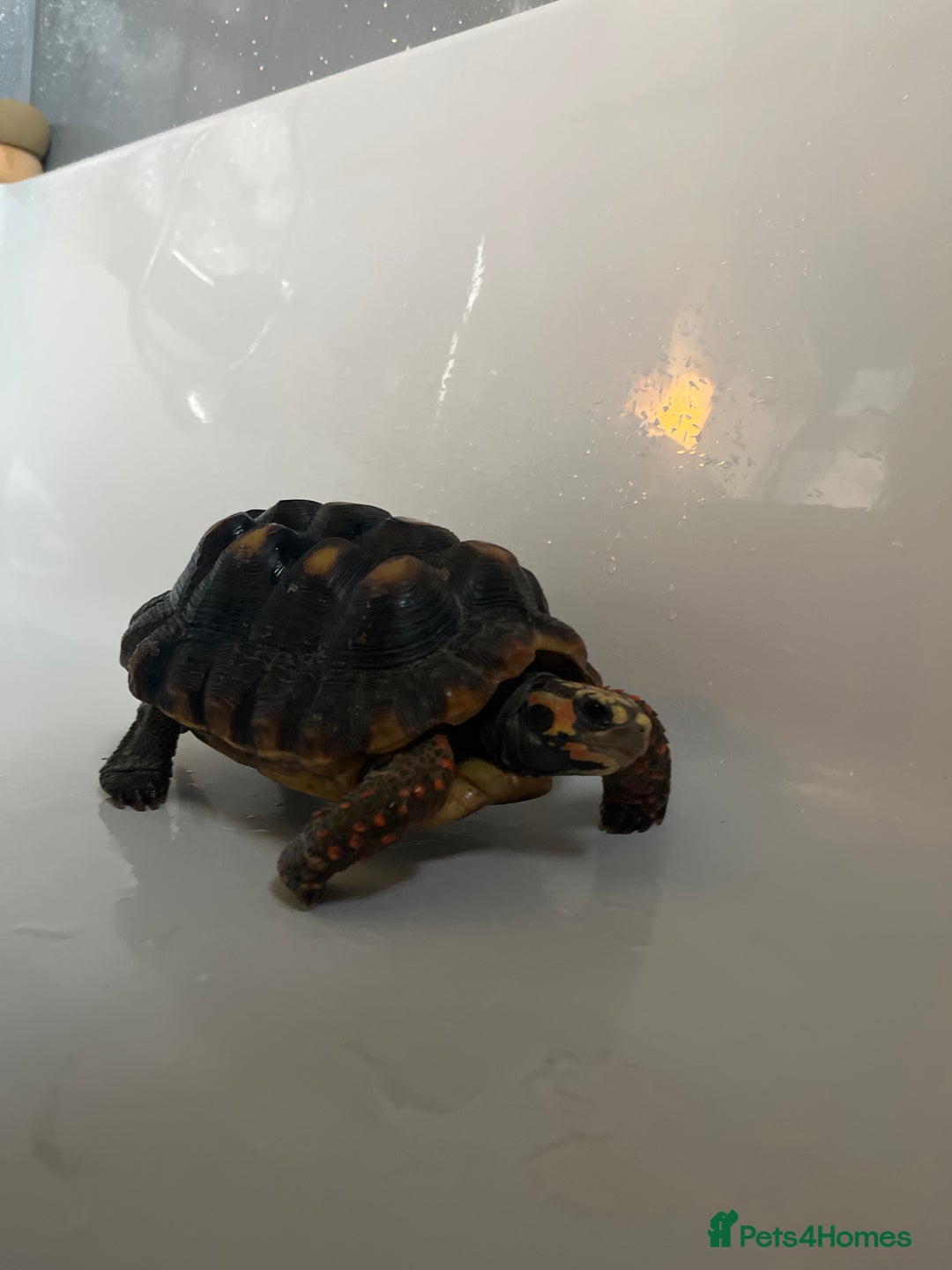 Tortoise reptiles for sale: Female Red Footed Tortoise  - Image 6