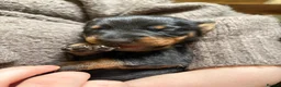 Miniature Dachshund dogs for sale: 2 x Miniature dachshund girls !  in Lincoln - Advert 17
