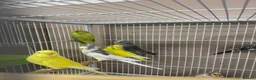 Budgerigars birds for sale: Lovebirds & Budgies  - Advert 6