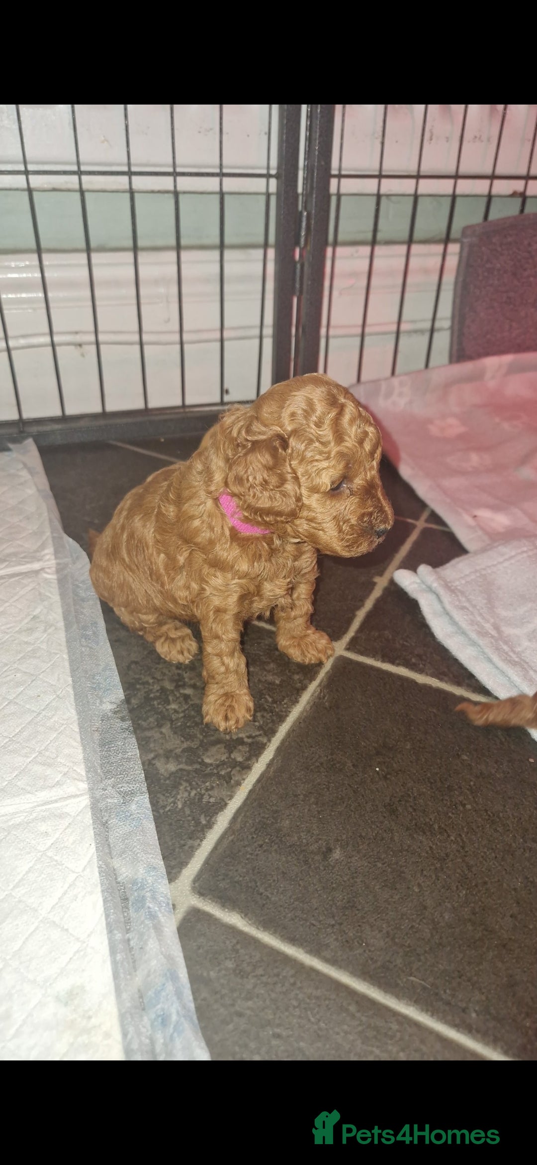 Cockapoo dogs for sale: Adorable red f1b toy cockapoos  - Advert 10