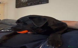 Mixed Breed dogs for sale: Black Lab/Staffy - Image 6
