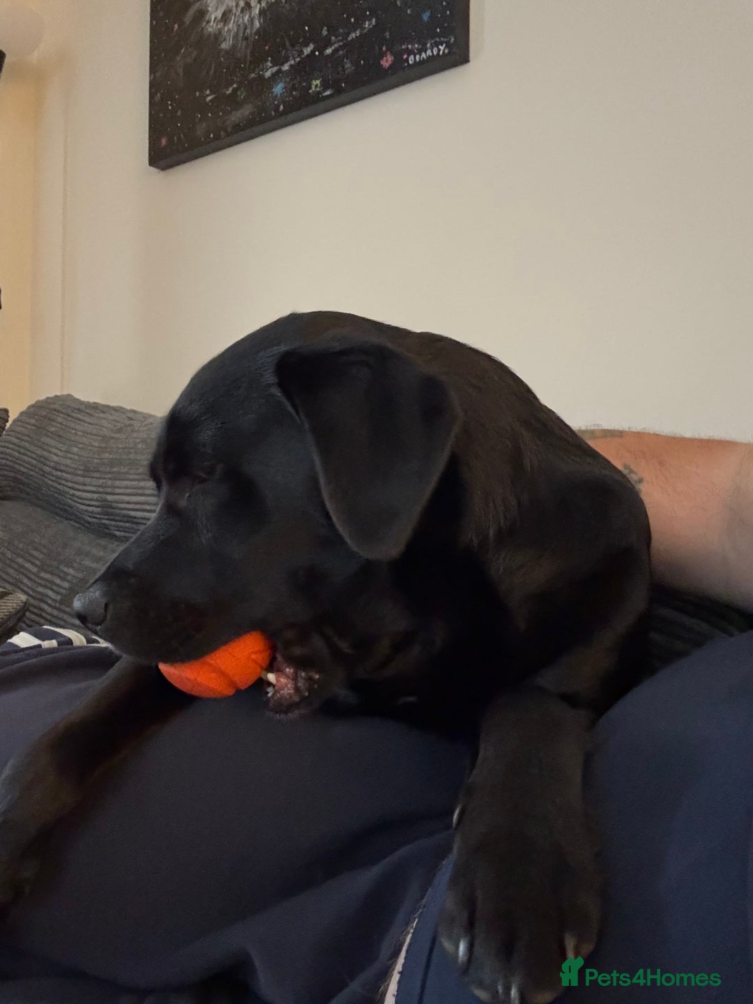 Mixed Breed dogs for sale: Black Lab/Staffy - Image 6