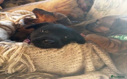 Patterdale Terrier dogs for sale: Patterdale X Border Terrier Pups - Image 4