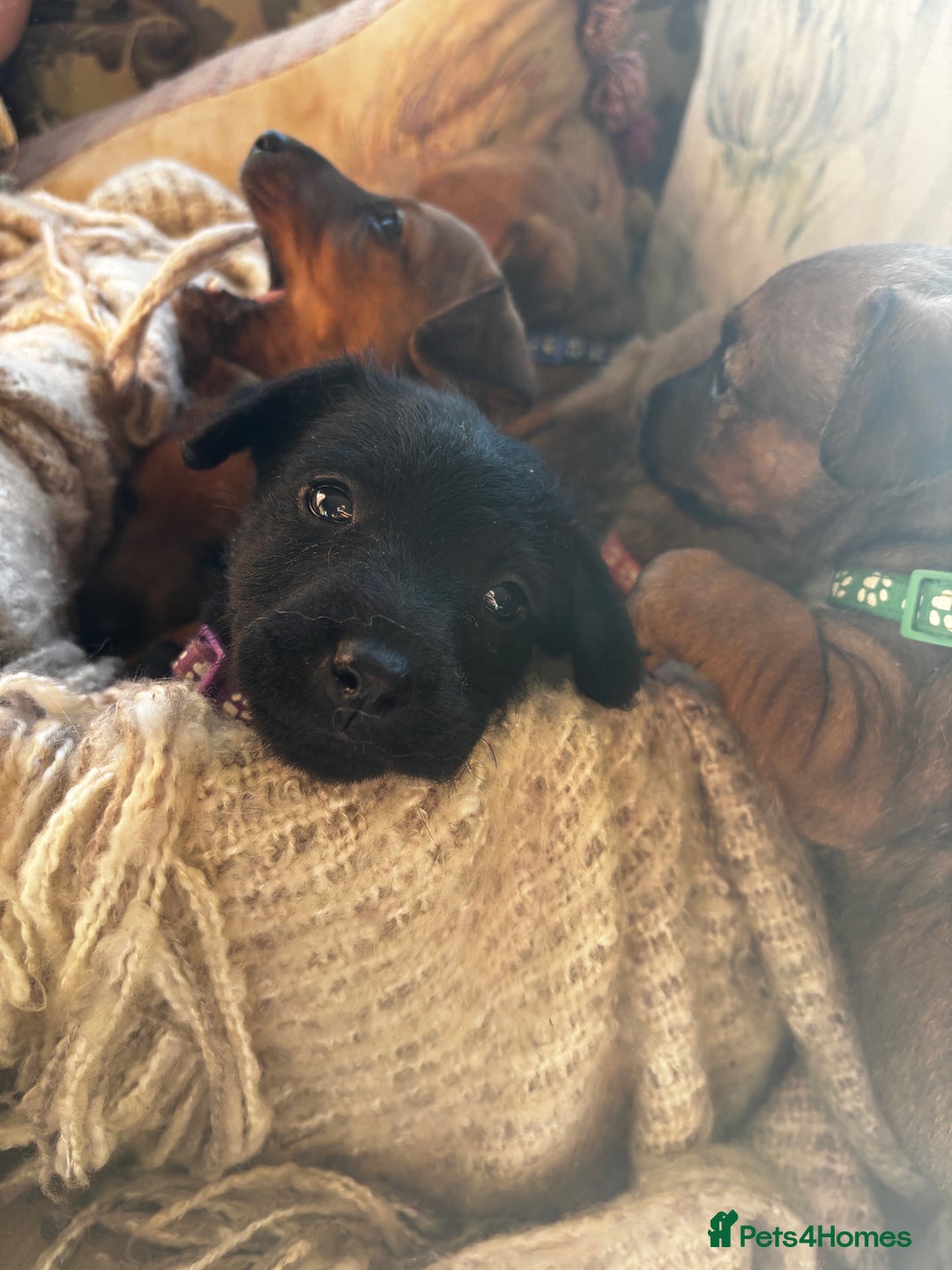 Patterdale Terrier dogs for sale: Patterdale X Border Terrier Pups - Image 4